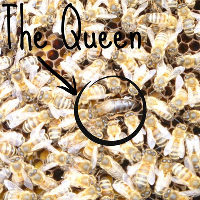BeeLovelyBotanicals Adopt a Hive Save the Bees - Gift Box - Half Share Learn about the queen bee