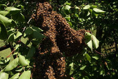 BeeLovelyBotanicals Adopt a Hive Save the Bees - Gift Box - Half Share Learn about swarms on tree branch