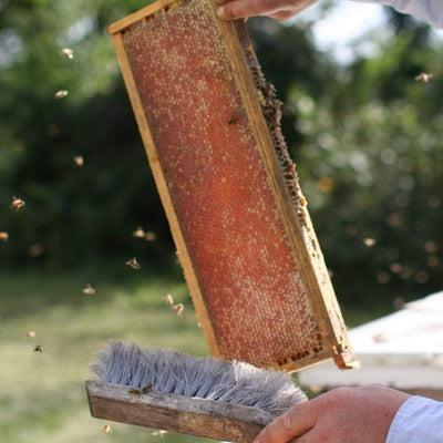 BeeLovelyBotanicals Adopt a Hive Save the Bees - Gift Box - Frame of honey learning about honey harvest