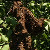 BeeLovelyBotanicals Adopt a Hive Save the Bees - Learn about swarms on apple tree