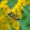 BeeLovelyBotanicals Adopt a Hive Save the Bees - learn about what bees forage on bee on golden rod