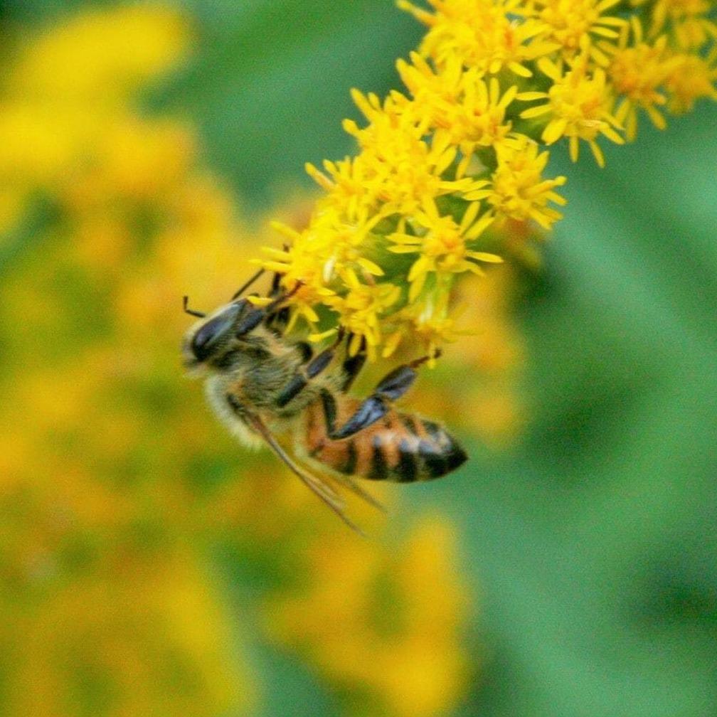 https://beelovelybotanicals.com/cdn/shop/products/beelovelybotanicals-adopt-a-hive-save-the-bees-gift-box-full-share-29557248622799_2000x.jpg?v=1631323796