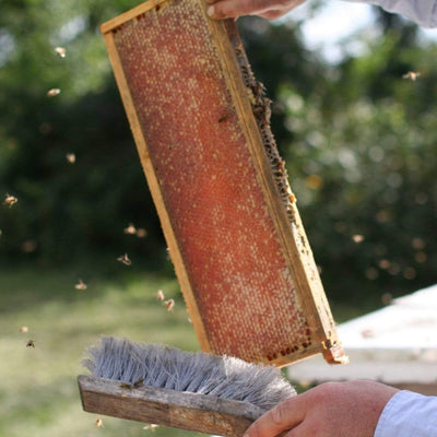 BeeLovelyBotanicals Adopt a Hive Save the Bees - Gift Box - Half Share Learn about honey harvest frame of honey and bees
