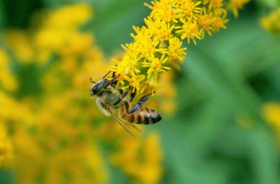 BeeLovelyBotanicals Adopt a Hive Save the Bees - Gift Box - Half Share Learn about bee forage bee on golden rod