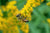 BeeLovelyBotanicals Adopt a Hive Save the Bees - Gift Box - Half Share Learn about bee forage bee on golden rod