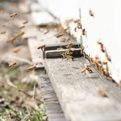 Save the Bees: Gifts for Bee Lovers - Replenishing Oklahoma