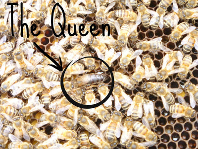 BeeLovelyBotanicals Adopt a Hive Save the Bees - Honey Full Share